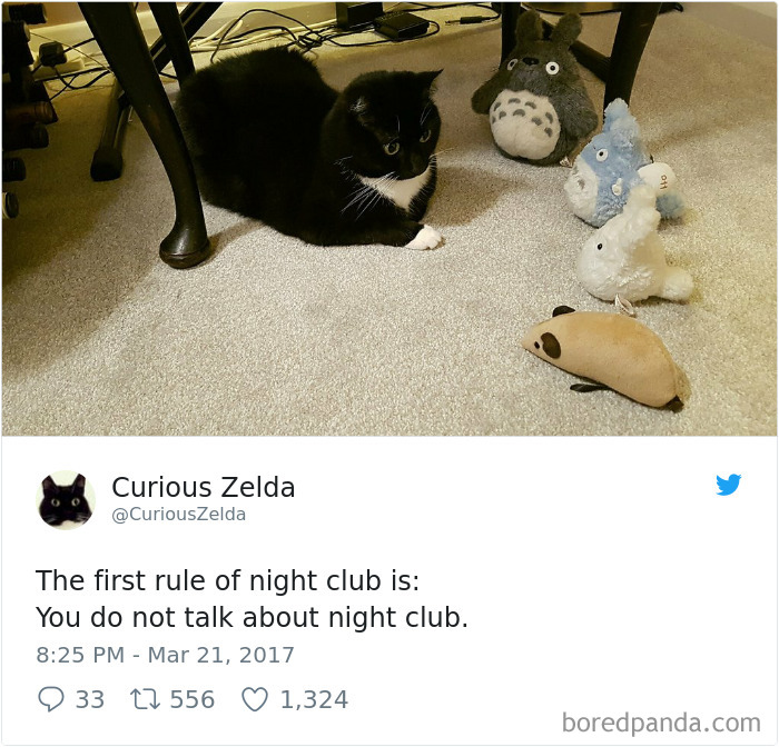 Curious-Zelda-Cat-Tweets