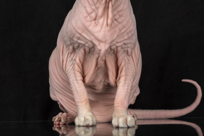 10+ Photos Of Hairless Cats That Will Remind You Of Aliens