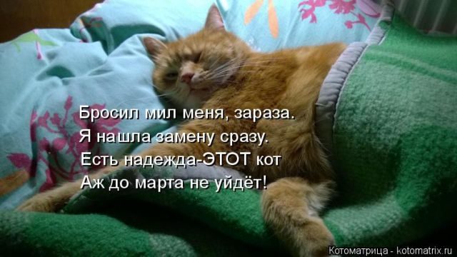 Котоматрицы для подзарядки позитивом))) Котоматрицы для подзарядки позитивом)))