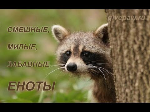 Смешные и прикольные еноты - забавные животные. Смешные и прикольные еноты - забавные животные.