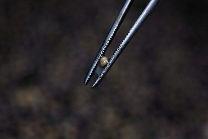 Икра осетра – черное золото Израиля