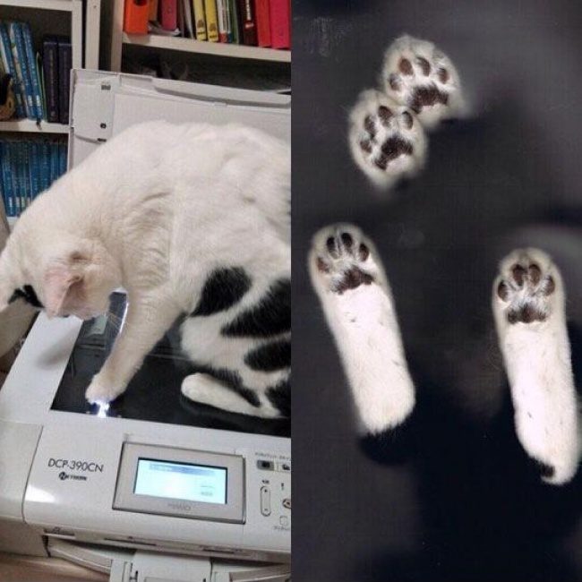Животные, которые никак не ожидали увидеть хозяина