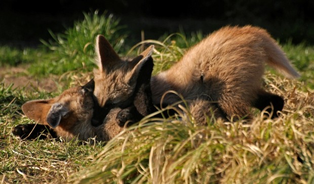 Гривастый или гривистый волк (лат. Chrysocyon brachyurus) (англ. Maned wolf)