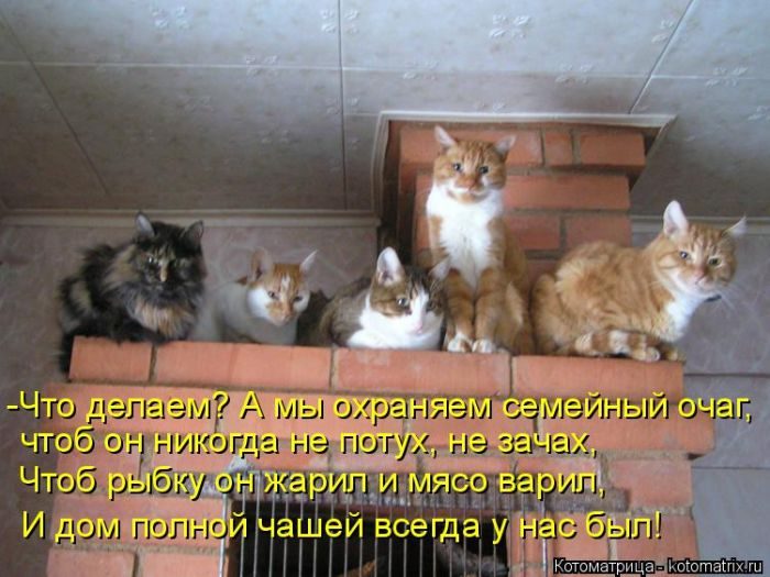 Лучшие котоматрицы недели