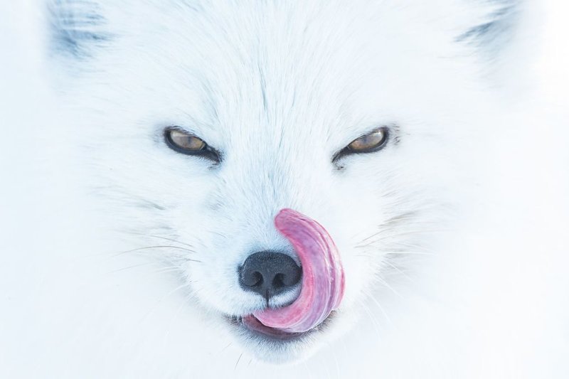 «Арктическая лиса», третье место в номинации «Животные» Siena Photo Awards, конкурс, красота, люди, фото, фотомир