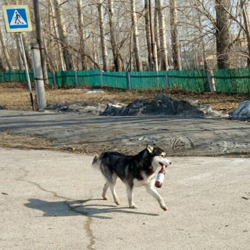 Когда хозяин попросил сбегать за пивком, а тебе не сложно прикол, странные фотографии, что там происходит, юмор