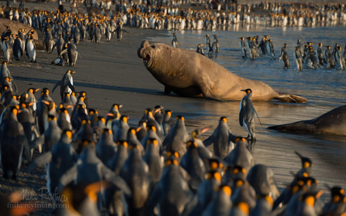 Фотограф: Майк Рейфман (Mike Reyfman).