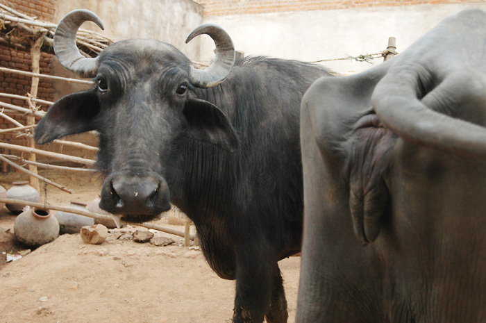 Вместо импортной говядины в России появится буйволятина из Индии и мясо крокодила