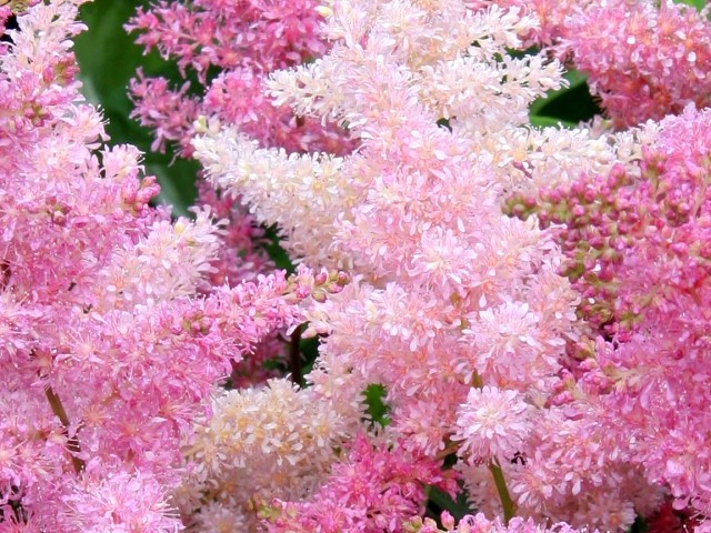 Чайная беседка