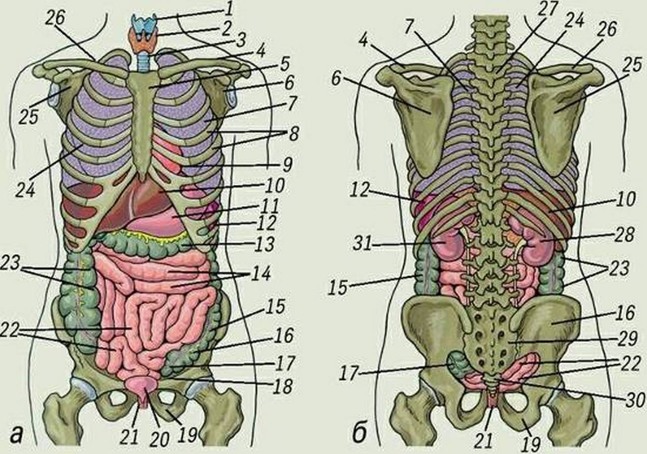 Анатомия человека спереди внутренние органы