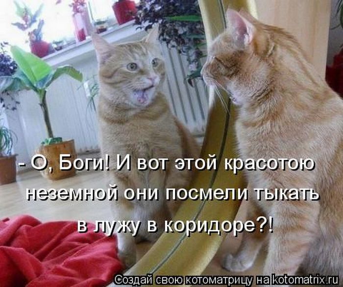 Лучшие котоматрицы недели (50 фото)