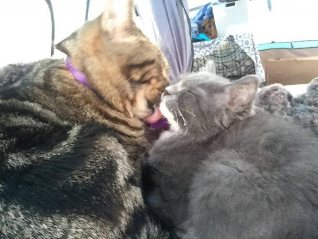 “Не бойся, я всё знаю!” Приютский кот принял бездомного котенка, как родного “Не бойся, я всё знаю!” Приютский кот принял бездомного котенка, как родного