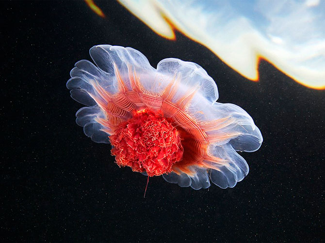 National Geographic:   