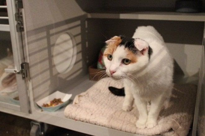 Кошка в приюте Старенькая кошка всю жизнь прожила на улице, где оглохла, но случайная встреча все изменила