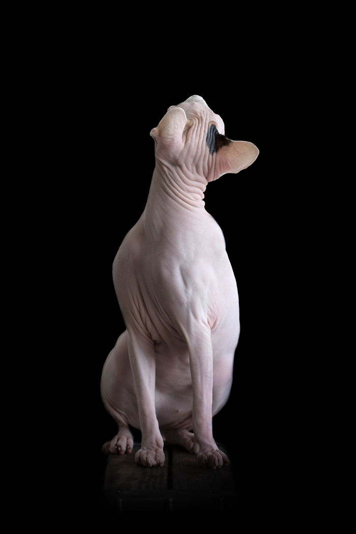 10+ Photos Of Hairless Cats That Will Remind You Of Aliens