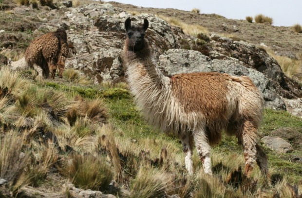 Ламы (лат. Lama) (англ. Lama)