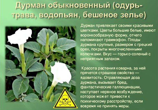 дурман обыкновенный