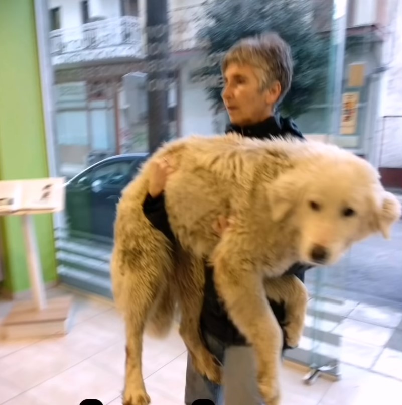 Раненый пес уже не мог идти. Он упал на дороге и закрыл глаза