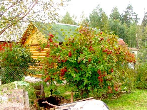 Можно ли сажать красную рябину рядом с домом 74