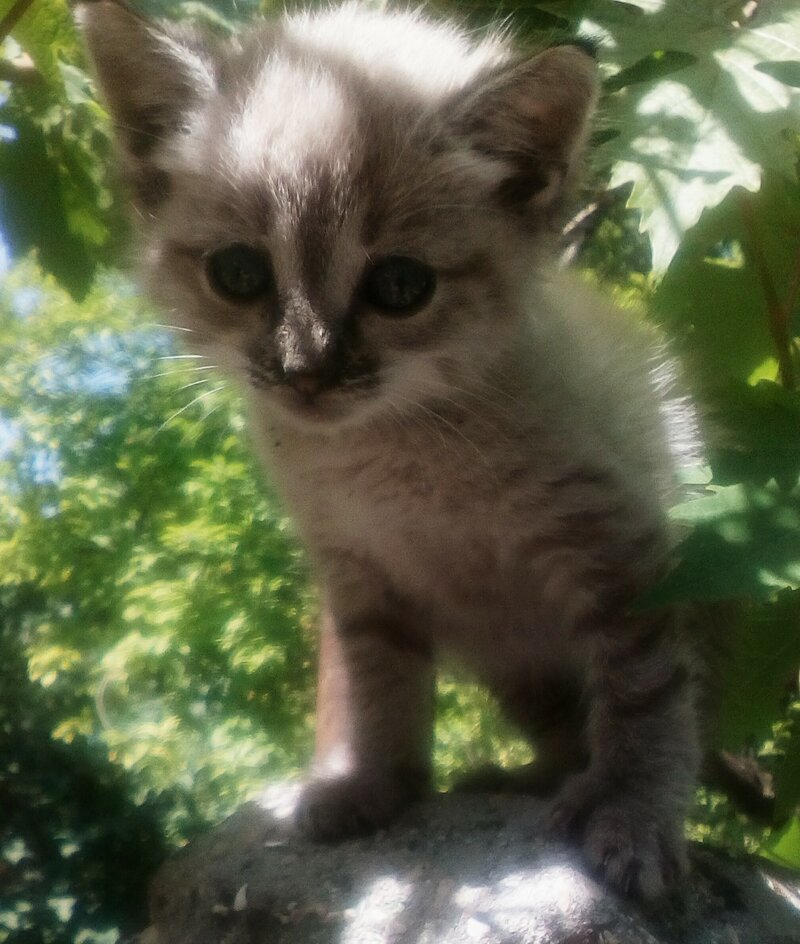 А ко мне вчера пришло вот такое чудо А ко мне вчера пришло вот такое чудо котёнок, откуда, чудо