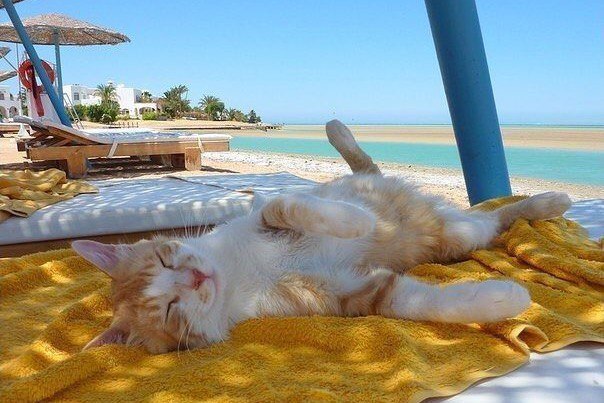 Морские котики) Коты и море