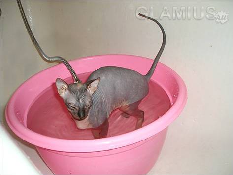 Купаем кошку Купаем кошку