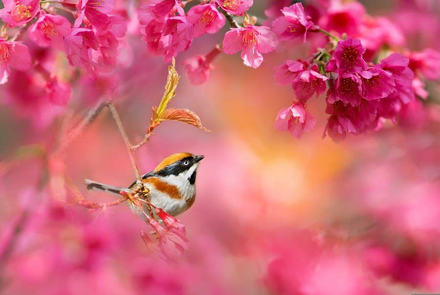 ～ Cherry blossom season ～, автор — FuYi Chen на 500px.com