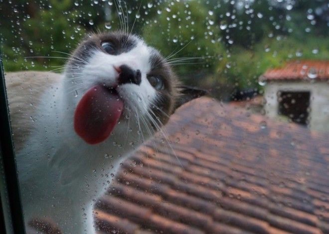 25 ЖИВОТНЫХ, КОТОРЫЕ ЛИЖУТ ОКНА — И КРАДУТ НАШИ СЕРДЦА! 25 ЖИВОТНЫХ, КОТОРЫЕ ЛИЖУТ ОКНА — И КРАДУТ НАШИ СЕРДЦА!