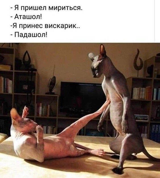 Новые смешные картинки!
