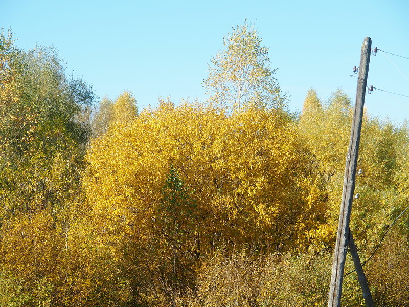 Золотая Осень