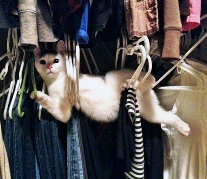у каждого кота есть