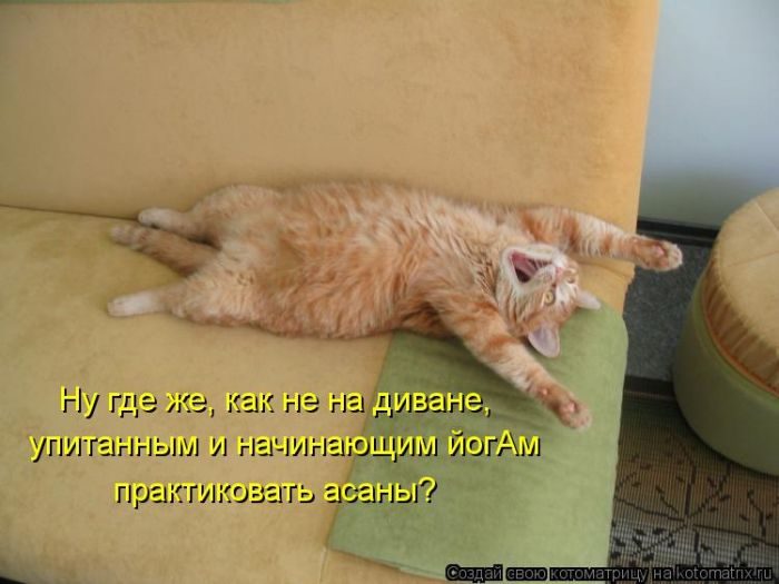 Лучшие котоматрицы недели