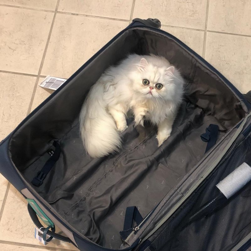 20 невероятно смешных котов-экзотов, которые покорят ваше сердце 20 невероятно смешных котов-экзотов, которые покорят ваше сердце кот, кошка, перс, персидская кошка, экзот