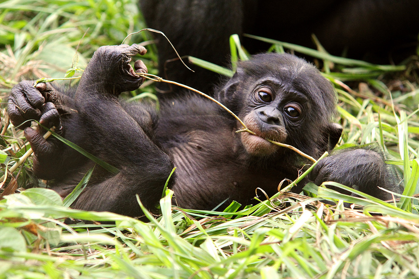 Маменькин сынок: как самки бонобо устраивают личную жизнь своих сыновей