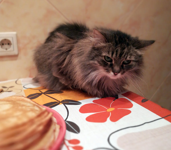 Кошка на столе