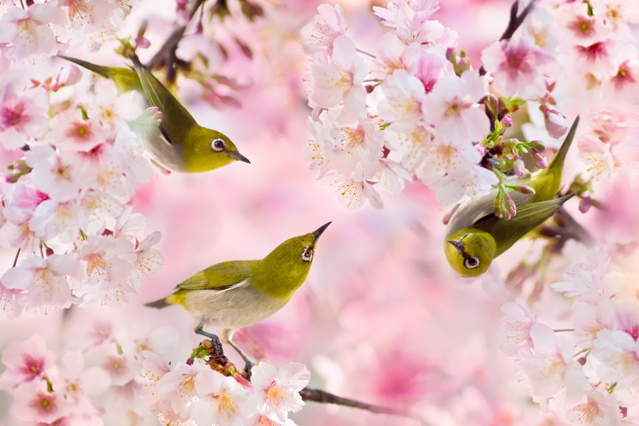 ～ We Love Cherry Blossoms ～, автор — FuYi Chen на 500px.com