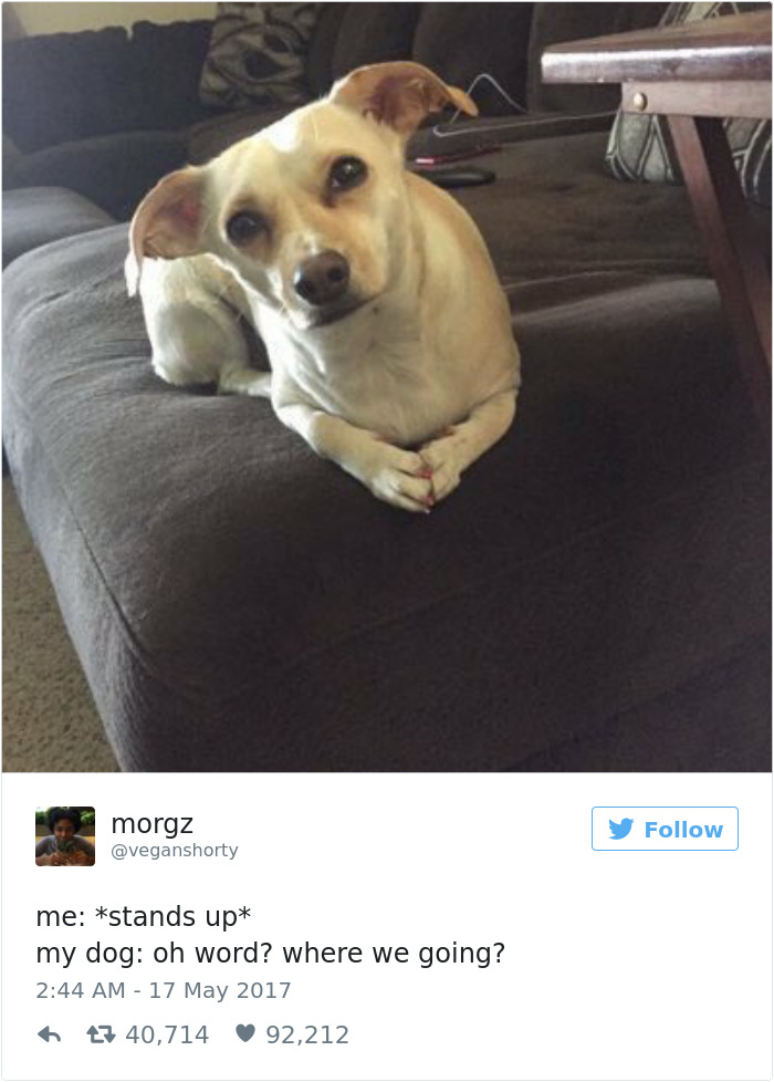 Dog Tweets