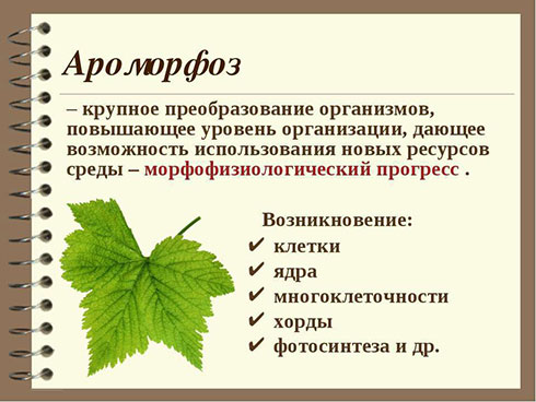 Революция - это подъём, а не погром...