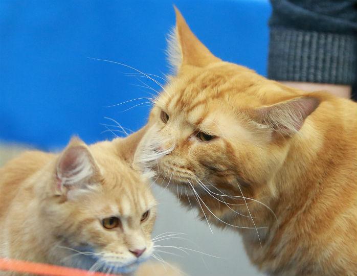 Уральцу, зарубившему двух кошек, простили жестокое обращение с животными