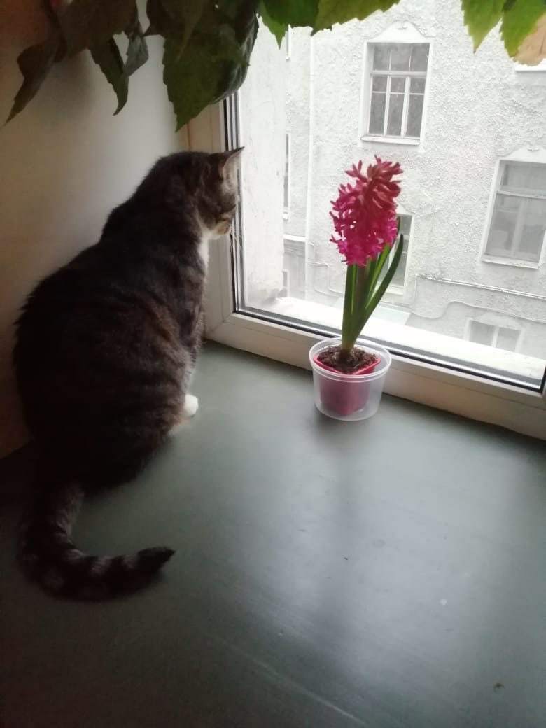 Умоляем, не проходите мимо, помогите! У неё есть лишь 2 ДНЯ!!!