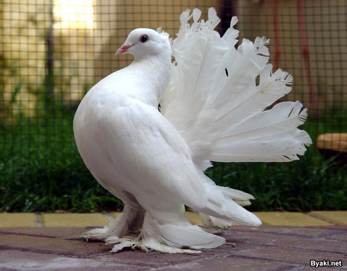 Королевские голуби (20 фото)