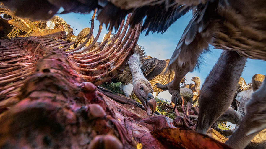 20 лучших фотографий 2016 года по версии National Geographic