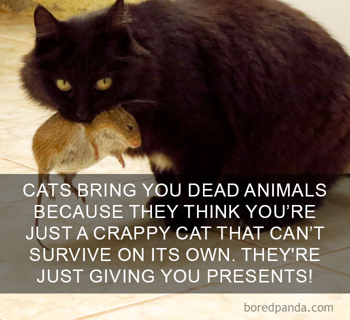 Cat Fact