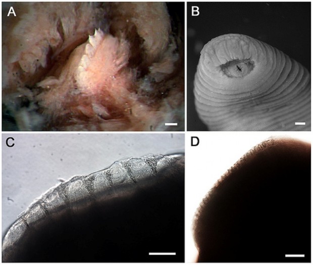 Королевская пиявка Tyrannobdella rex (лат. Tyrannobdella rex) (англ. Tyrant leech king)