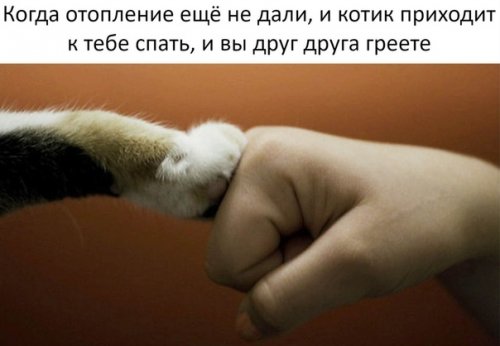 Новые прикольные фотомемы