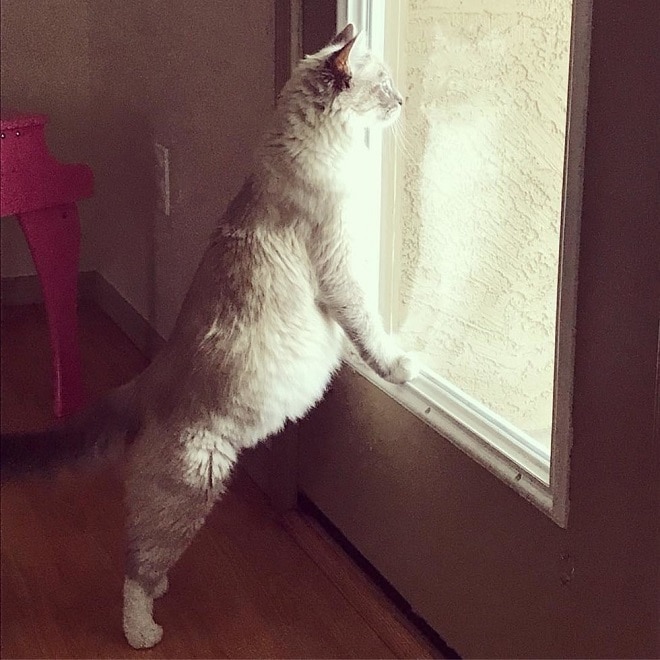 Кошка у окна Беременная кошка