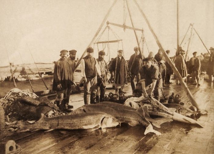 Осетры, выловленные близ Астрахани, примерно 1910-1911 год Осетры, выловленные близ Астрахани, примерно 1910-1911 год россия, рыбаки, фото