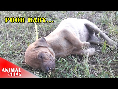 Двухмесячный щенок со сломанной лапкой сидел у велосипедной дорожки Двухмесячный щенок со сломанной лапкой сидел у велосипедной дорожки