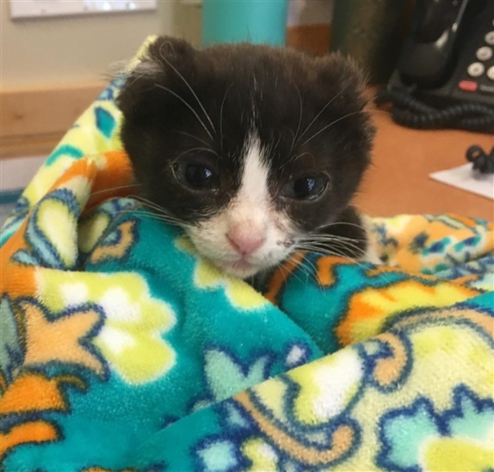 помощь безухому котенку котенок без ушей
