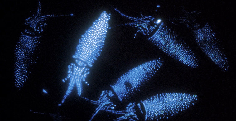 Магия живого света биолюминесценция, животные, насекомые, свет, свечение